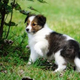 Pomsky, Shetland Sheepdog, and Toy Shetland Sheepdog Puppies from Mountain High Kennels
