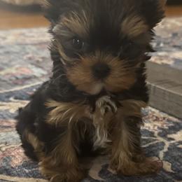 Yorkshire Terrier Puppies from Heaven_sent_toy_yorkies