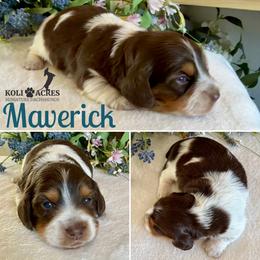 Maverick - AKC - Chocolate and tan male Dachshund puppy in Kemp, Texas from Koli Acres