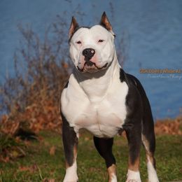Hoazz - American Bully
