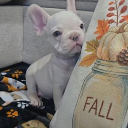 Platinum Boy - Cream male French Bulldog puppy in Tyler, Texas from Texas Top Notch Frechies
