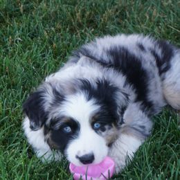 Australian Shepherd Puppies from Pole Canyon Australian Shepherds