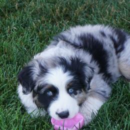 Australian Shepherd Puppies from Pole Canyon Australian Shepherds