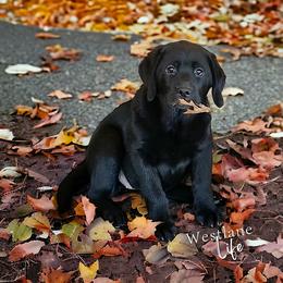 Labrador Retriever Puppies from Westlane Dogs