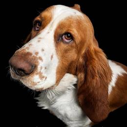 Cash - Basset Hound