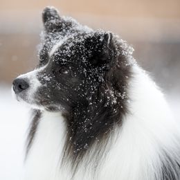 Border Collies from Wynversa Border Collies