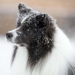 Border Collies from Wynversa Border Collies