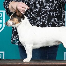 Pepper - Teddy Roosevelt Terrier