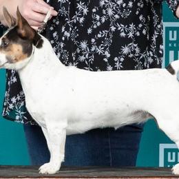 Pepper - Teddy Roosevelt Terrier