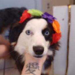Athena - Australian Shepherd