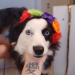 Athena - Australian Shepherd