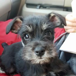 Miniature Schnauzer Puppies from Barenaba Schnauzers