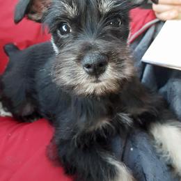 Miniature Schnauzer Puppies from Barenaba Schnauzers
