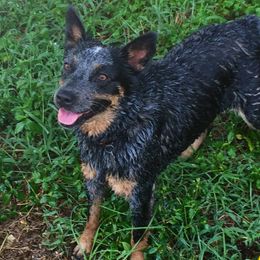 Australian Cattle Dogs from Twisted Wire Livestock And Cattle Dogs