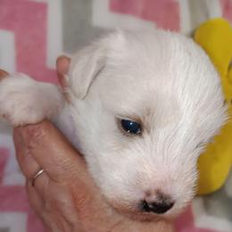Miss Zoey - Wheaten female Miniature Schnauzer puppy in Shoshone, Idaho from Debra Kruse's Miniature Schnauzers