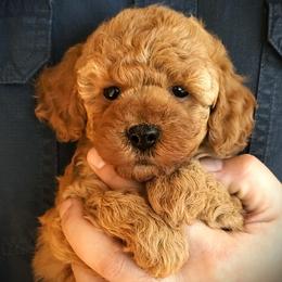 Lena - Red Mini Poodle Raised in Home - Red  female Poodle puppy in Falcon, Missouri from Cedar House Heritage Poodles | AKC Toy & Miniature Poodle Puppies Raised in Home