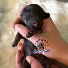 AFDs - Red female Dachshund puppy in Waverly, Ohio from Always Faithful Dachshunds
