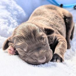 Light blue - Brown and white female Aussiedoodle puppy in Coulee City, Washington from Mr and Mrs Doodle Farm