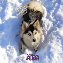 Mina - Pomsky