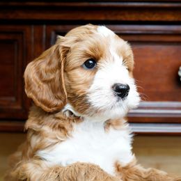 Australian Labradoodle Puppies from Lake Blue Australian Labradoodles