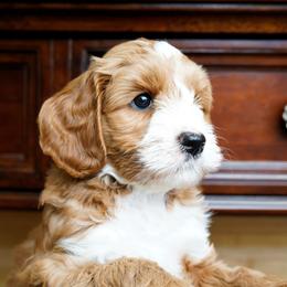 Australian Labradoodle Puppies from Lake Blue Australian Labradoodles