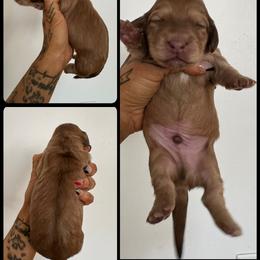 Boy 4 - Cream male Dachshund puppy in Rio, Wisconsin from Three K Miniature Dachshunds