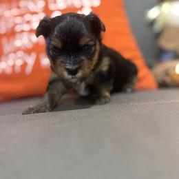 Girl puppy - Black and tan female Yorkshire Terrier puppy in Carmichael, California from Mckeever's Yorkies