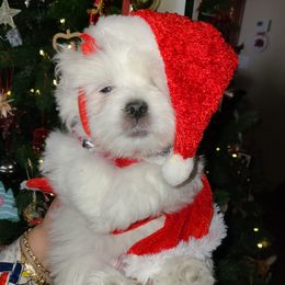 Coton de Tulear Puppies from Classy Cotons