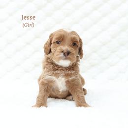Jessie - Apricot female Australian Labradoodle puppy in Hurricane, Utah from Red Desert Doodles