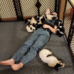 English Springer Spaniel Puppies from Satilla River Springers