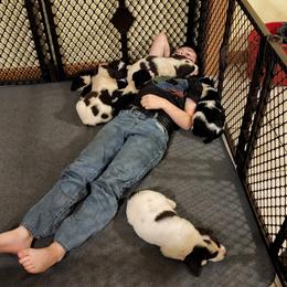 English Springer Spaniel Puppies from Satilla River Springers