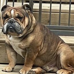 Pablo - Bulldog