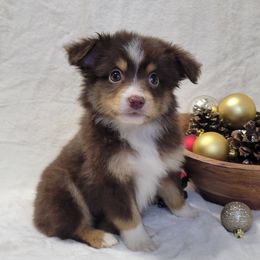Cascade (Cade) - Red tri male Miniature Australian Shepherd puppy in Missouri from B&M Cottonwood Canines