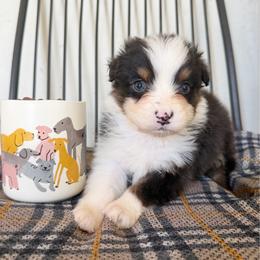 Bean - Black tri-color female Australian Shepherd puppy in Kearney, Nebraska from Helix Aussies