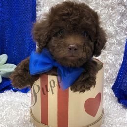 Poodle Puppies from Puppies-4U