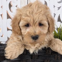 Toffee's Female 2 - Beauty - Gold female Havapoo puppy in Burlington, Iowa from River View Puppies