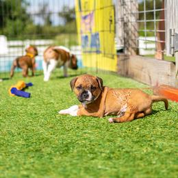 Staffordshire Bull Terrier Puppies from Vivace Staffords