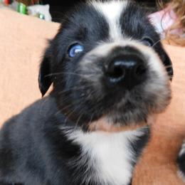 Australian Shepherd Puppies from Wagon Wheel Aussies