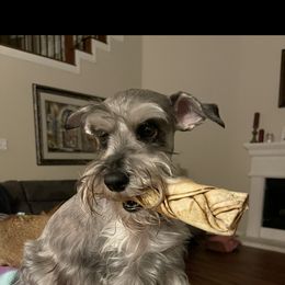 Miniature Schnauzer All Grown Up from Made with Love