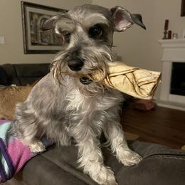 Miniature Schnauzer All Grown Up from Made with Love