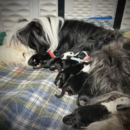 Bearded Collie and Border Collie Puppies from Beloved Bearded & Border Collies