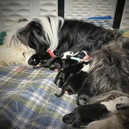 Bearded Collie and Border Collie Puppies from Beloved Bearded & Border Collies