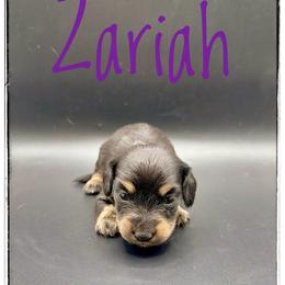 Zariah - Black and cream female Dachshund puppy in Cincinnati, Ohio from Caines Dachshund Farm