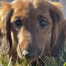 Cavalier King Charles Spaniel and Dachshund Puppies from Cavalier Companions CO.