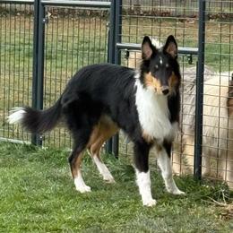 Ace - Black white and tan male Collie puppy in Honaker, Virginia from KLW Farm