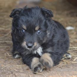 Black Tri Male - Black tri male Miniature Australian Shepherd puppy in Louisville, Mississippi from K & K Livestock