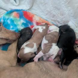 5 cream piebald - Piebald male Dachshund puppy in Central Point, Oregon from MRS Long Dog Ranch