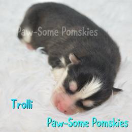 Trolli - Black and white male Pomsky puppy in Krum, Texas from Paw-Some Pomskies