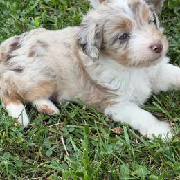 Lyle - Red merle male Aussiedoodle puppy in Warrensburg, Missouri from Dreamer Ridge Puppies