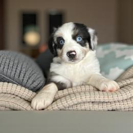 Mark - Blue merle male Miniature Australian Shepherd puppy in Placerville, California from JRW COLDSPRINGS MINI AUSSIE’S